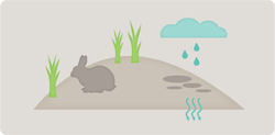 Bioswales